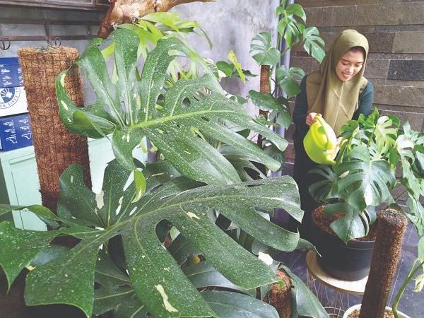 monstera-jadi-primadona-harga-makin-menggila