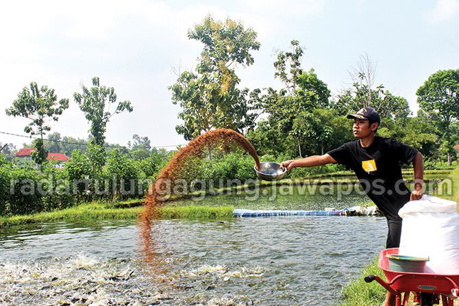 perjuangan-petani-ikan-gurame-tulungagung-yang-terdampak-psbb-jakarta