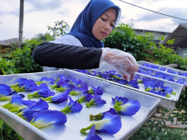 bunga-telang-si-biru-keungu-unguan-yang-banyak-khasiatnya