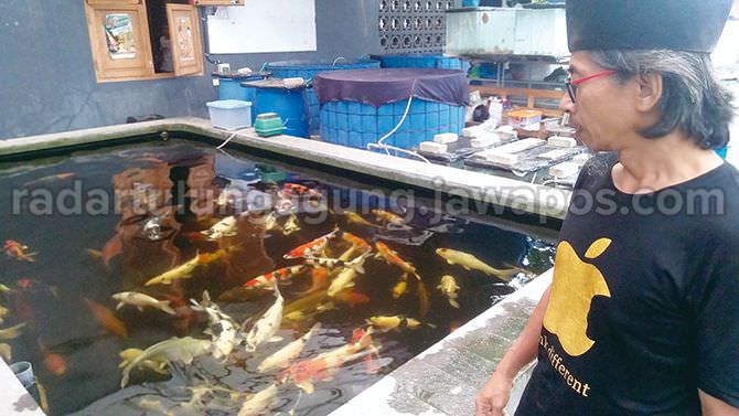 cerita-muhammad-sjafii-tamam-pembudi-daya-ikan-koi-di-tengah-pandemi
