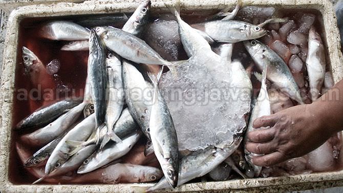 harga-ikan-stabil
