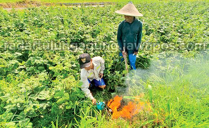 hasil-pertanian-turun-50-persen