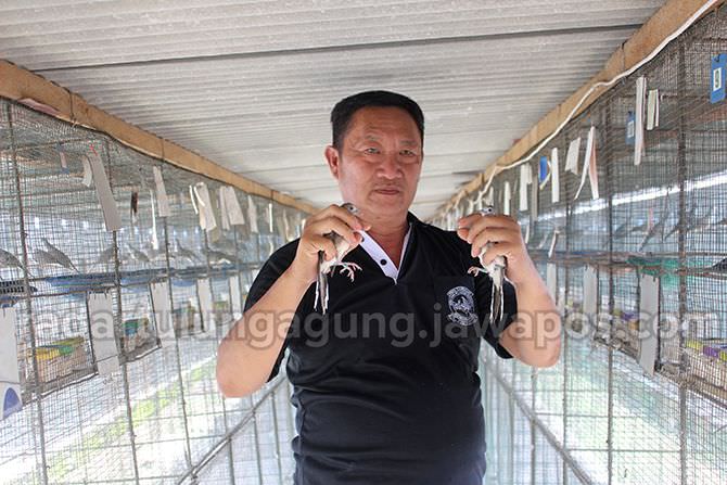 keuletan-tonny-hartanto-menangkar-perkutut-bangkok