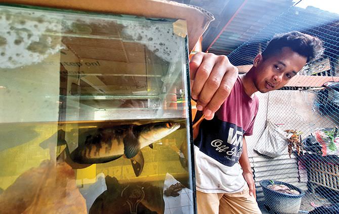 anakan-termurah-rp-500-ribu-tak-beri-makan-6-minggu-lihat-keganasan