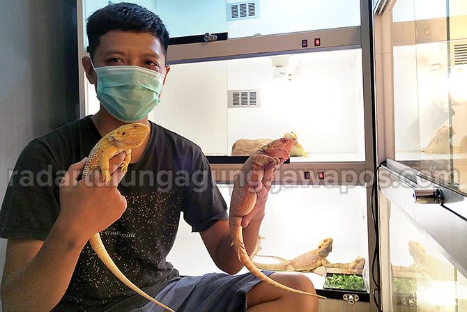 andry-yuhan-ardiansyah-tangguk-rezeki-dari-budidaya-bearded-dragon