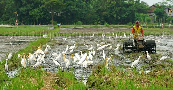 kuntul-kerbau-bisa-seimbangkan-ekosistem-sawah