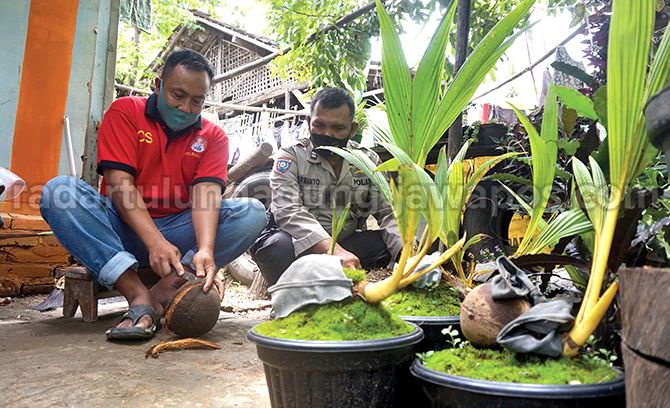 mengembangkan-kerajinan-bonsai-tunas-kelapa