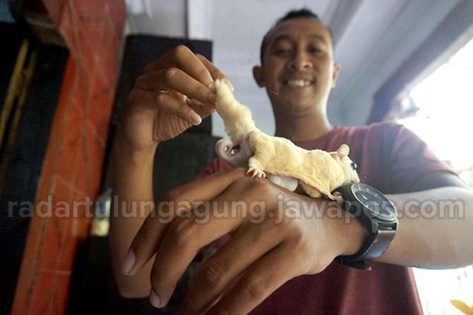 cerita-nanang-kurniawan-yang-sukses-beternak-sugar-glider