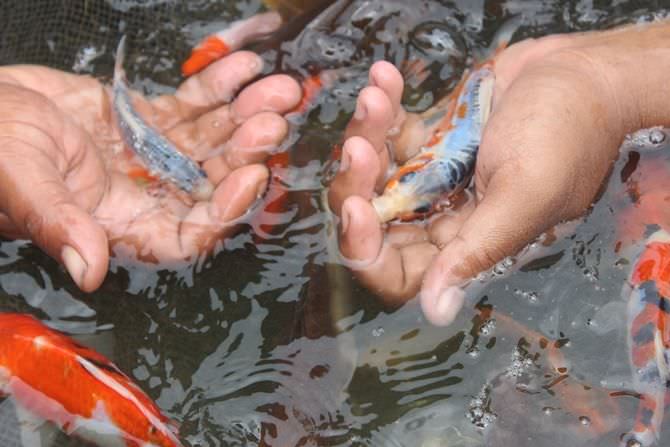 ikan-koi-tulungagung-eksis-di-pandemi-covid-19-harga-stabil