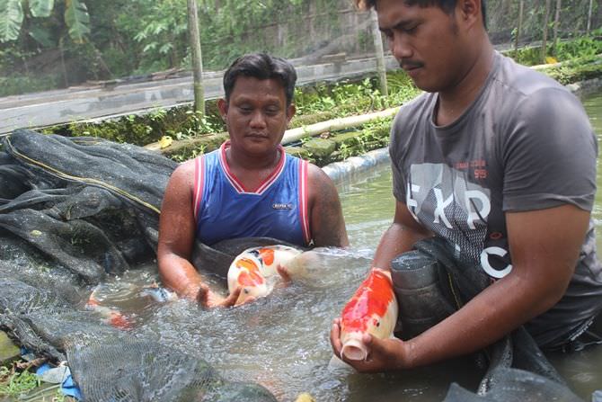 jika-budidaya-ikan-koi-wajib-perhatikan-cuaca