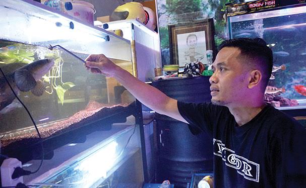 melihat-vigor-wahyu-setiawan-dalam-breeding-ikan-predator-channa