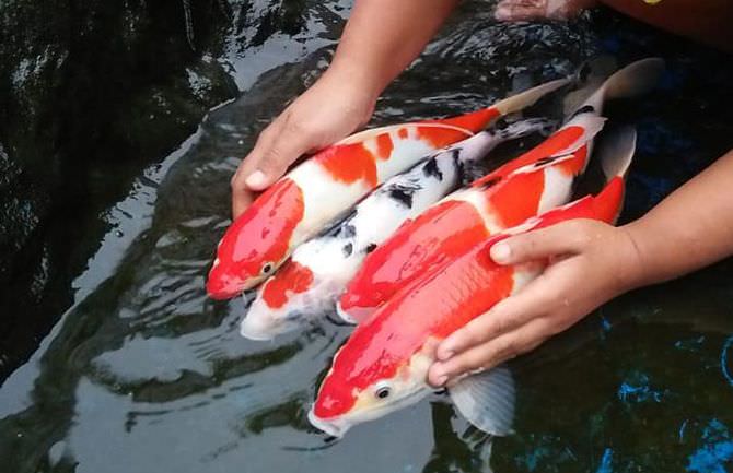 sertifikasi-ikan-koi