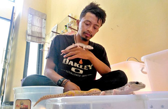 angga-mahardika-dapat-berkah-dari-budidaya-leopard-gecko