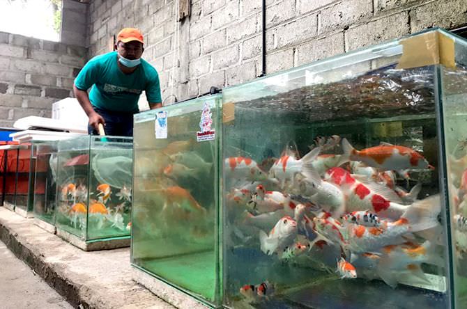geliat-pembudi-daya-ikan-koi-kohaku-desa-kemloko-kecamatan-nglegok