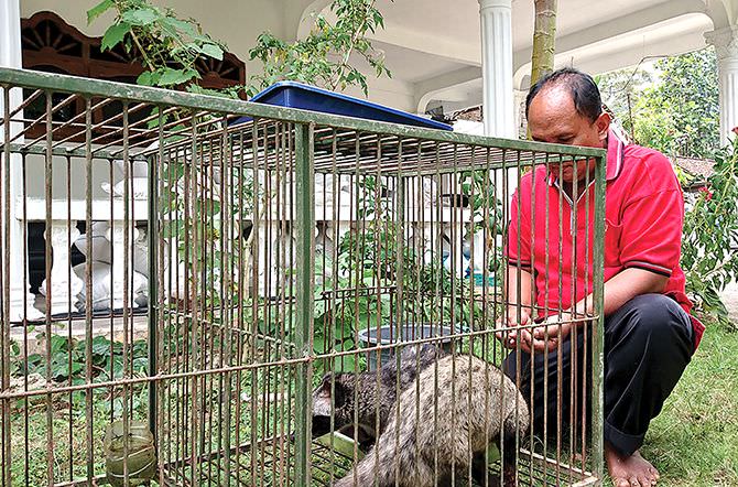 melihat-proses-pembuatan-kopi-luwak-ala-meigik-sugiharto