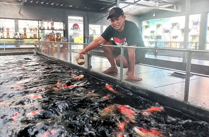 m-fahmi-aulia-pembudi-daya-ikan-koi-kontes