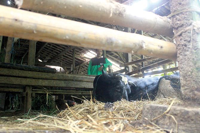 berikut-syarat-untuk-mendapatkan-asuransi-ternak-rp-10-juta-per-ekor