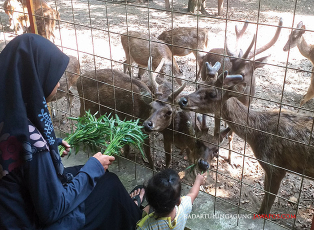 EDUKASI: Seorang anak sedang memberi pakan rusa di wana wisata Maliran, kemarin. Destinasi wisata alternatif ini pernah tutup total saat pandemi Covid-19. (MILA INKA DEWI/RADAR BLITAR)