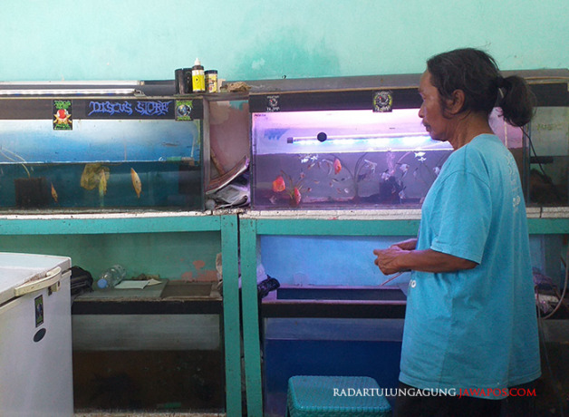 BANYAK DILIRIK: Salah satu pedagang ikan di Kota Blitar yang menjual glofish. (MILA INKA DEWI/RADAR BLITAR)