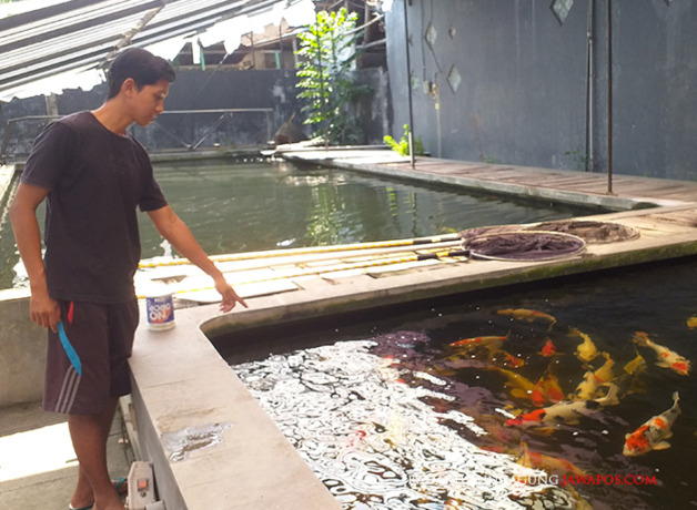 WARNA-WARNI: Puluhan ikan koi milik Yusuf tampak sehat meksi cuaca sedang tidak baik. Mengurangi porsi pakan menjadi strategi pembudi daya saat musim pancaroba. (Mila Inka Dewi/Radar Blitar)