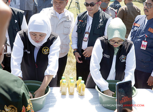PENGALAMAN BARU: Gubernur Khofifah membuat elisitor biosaka bersama Bupati Rini. Bupati Rini mendampingi Gubernur Jatim Khofifah Indar Parawansa panen padi aplikasi biosaka di Desa Soso, Kecamatan Gandusari. (FOTO-FOTO: KOMINFO KABUPATEN BLITAR UNTUK RADA