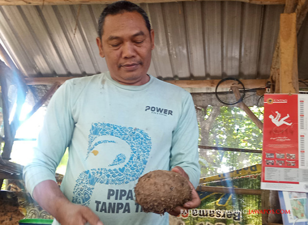 INI LHO: Suparmamn menunjukkan porang yang dipanen. Kini harga umbi-umbian itu kembali normal. (YUSRIN RAHMAWATI/RADAR BLITAR)