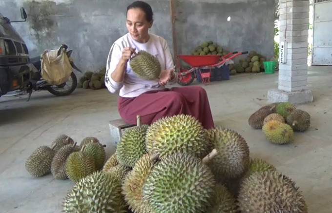 PANEN RAYA: Salah satu pedagang durian di Desa Sawahan, Kecamatan  Watulimo, sedang menyortir durian berkualitas. (HENNY SURYA/RADAR TRENGGALEK)