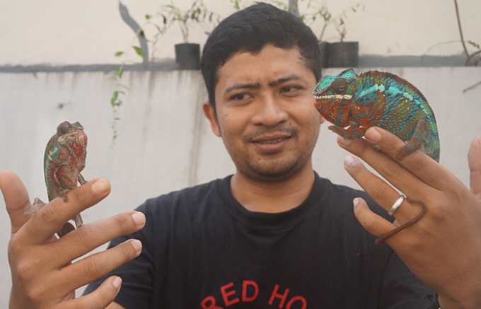 PASTI MARAH: Saka menunjukkan dua ekor kameleon peliharaannya yang memperlihatkan warna asli ketika didekatkan. (ZAKI JAZAI/ RADAR TRENGGALEK).
