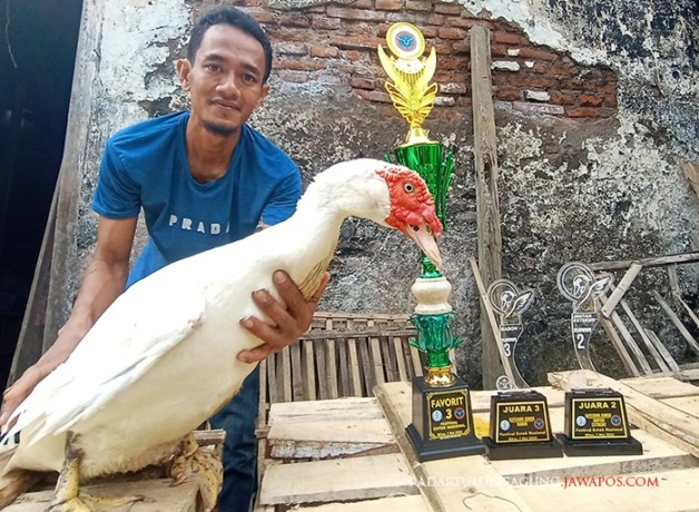 BOYONG JUARA: Linier Mustika Pradifita menunjukkan entok jumbo kelas kontes. (MOCHAMMAD LUKI AZHARI/RADAR BLITAR)