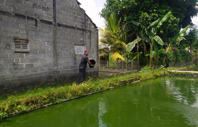 MENGHASILKAN: Misbachul Choiri saat memberi pakan ikan gurami peliharaannya. (FOTO : MISBACHUL CHOIRI UNTUK RATU)