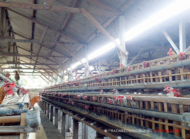 BUTUH ASUPAN: Ratusan ayam petelur milik Ruli membutuhkan 50 kg pakan per harinya. (MILA INKA DEWI/RADAR BLITAR)