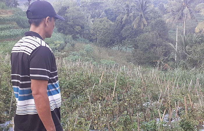 POTENSI DESA: Pertanian dan peternakan sapi perah menjadi potensi andalan Desa Nyawangan.(foto: PEMDES NYAWANGAN UNTUK RATU)