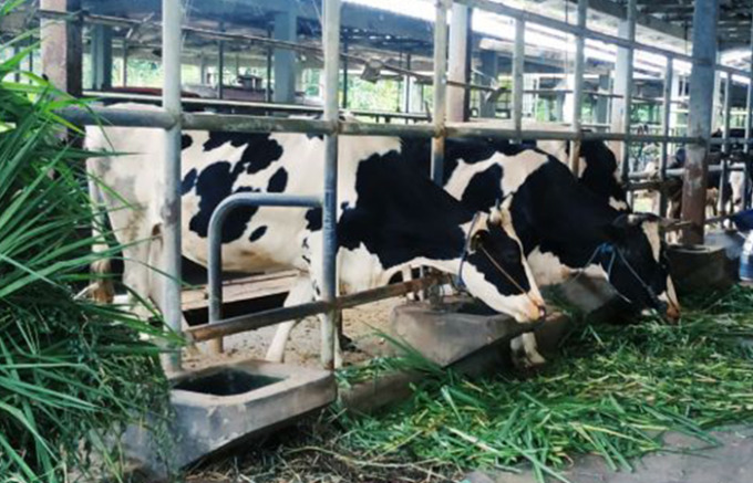 POTENSI DESA: Peternakan sapi perah menjadi potensi andalan Desa Sendang. (FOTO : PEMDES SENDANG UNTUK RATU)