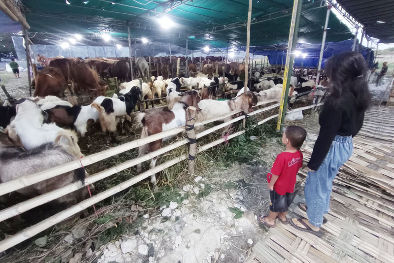 CEK HARGA: Warga melihat hewan kurban yang dijual di salah satu lapak di kawasan MERR, Gunung Anyar, Surabaya, Jumat (16/6). (SURYANTO/RADAR SURABAYA)