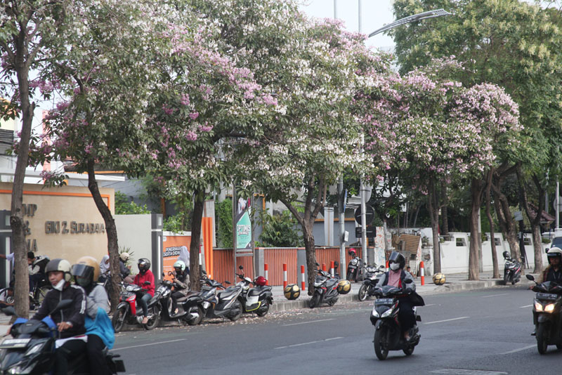 ALA NEGERI SAKURA: Pengendara kendaraan bermotor melintas tak jauh dari tabebuya yang bermekaran di Jalan Raya Gubeng, Surabaya, Selasa (25/7). (SURYANTO/RADAR SURABAYA)