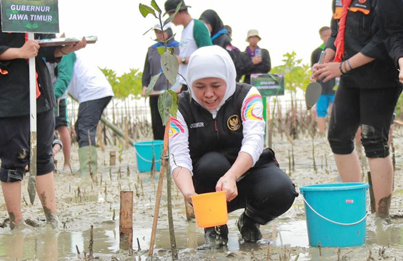 TANAM MANGROVE: Gubernur Khofifah Indar Parawansa bangga Jawa Timur memiliki kawasan mangrove seluas 27.221 Hektare atau 48% dari kawasan mangrove di Pulau Jawa. (MUS PURMADANI/RADAR SURABAYA)
