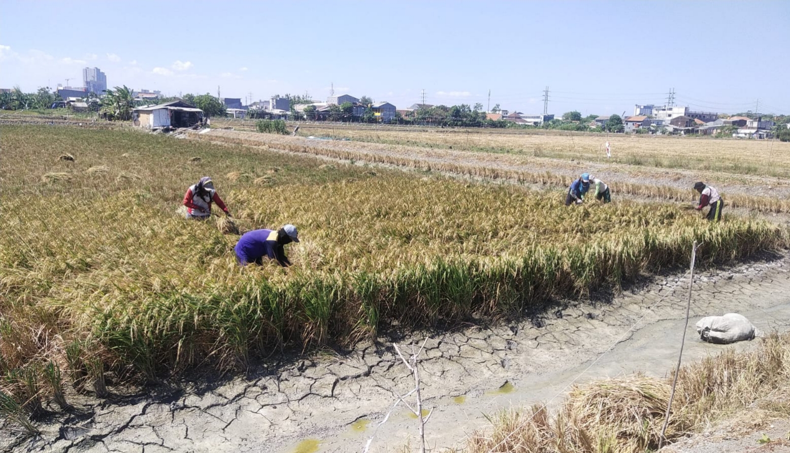 DI TENGAH KEMARAU: Sejumlah petani di Keputih Surabaya sedang memanen padi. (Rahmat Sudrajat/Radar Surabaya)