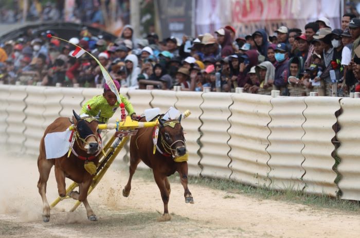 NGEBUT: Salah satu peserta Lomba Karapan Sapi yang digelar di Lapangan Stadion Karapan Sapi Moch. Noer Kabupaten Bangkalan, Minggu (8/10). (IST/DISKOMINFO JATIM)