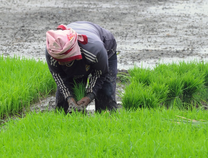 TANDUR:  Seorang petani mulai menanam padi untuk menghasilkan panenan terbaik. Tahun ini produksi padi diperkirakan sebesar 9,59 juta ton Gabah Kering Giling (GKG). (ANDY SATRIA/RADAR SURABAYA)
