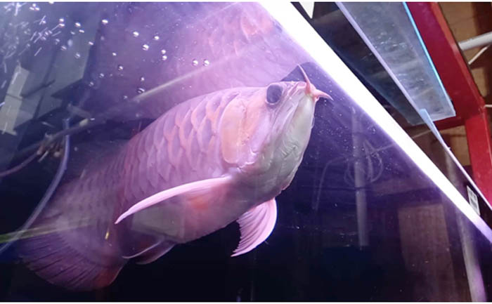 GACOAN: Ikan Arwana Supered yang dijual di Pasar Ikan Hias Gunungsari Surabaya. (ARI ASYQOLANI/RADAR SURABAYA)