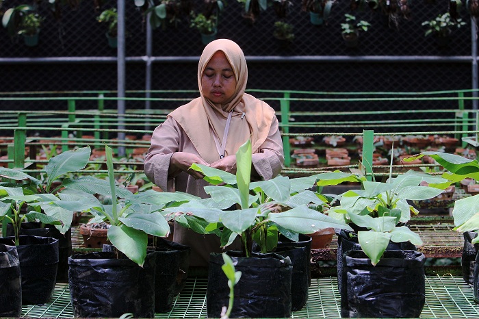 SUBUR: Setelah pembibitan pisang cavendish berhasil, bibit akan disebar ke Tahura yang ada di kota Surabaya. (ANDY SURYANTO/RADAR SURABAYA)