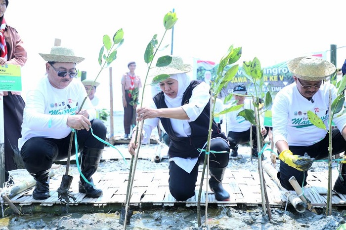 PENGHASIL OKSIGEN: Gubernur Khofifah menanam mangrove di sela Festival Mangrove ke-V di Romokalisari Adventure Land Kota Surabaya, Selasa (31/10). (MUS PURMADANI/RADAR SURABAYA)