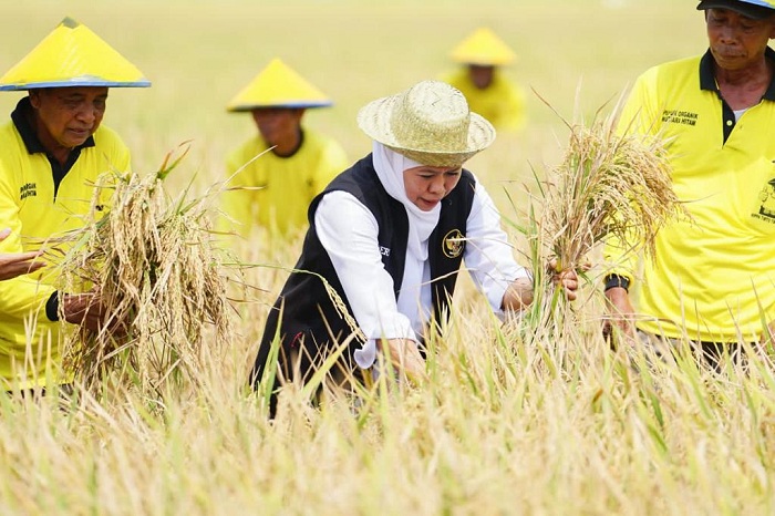 PANEN: Gubernur Jatim Khofifah Indar Parawansa panen padi di Desa Karangtinoto, Kecamatan Rengel, Kabupaten Tuban, Rabu (1/11). (IST)