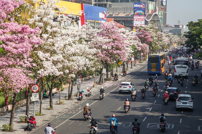 EKSOTIK: Tabebuya di sepanjang Jalan Ahmad Yani Surabaya mekar berjamaah membuat jalan protokol di Kota Pahlawan itu seperti Negeri Sakura. (SURYANTO/RADAR SURABAYA)