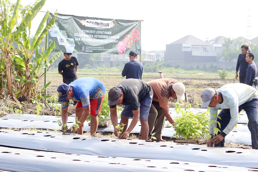PANEN CEPAT: Pemkot Surabaya gencarkan menanam komoditas yang cepat panen seperti cabai untuk menghadang inflasi.