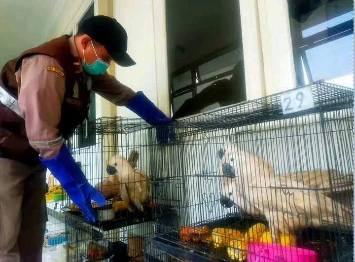 TERANCAM: Petugas mengamankan burung kakatua maluku di Tanjung Perak, Surabaya. (IST)