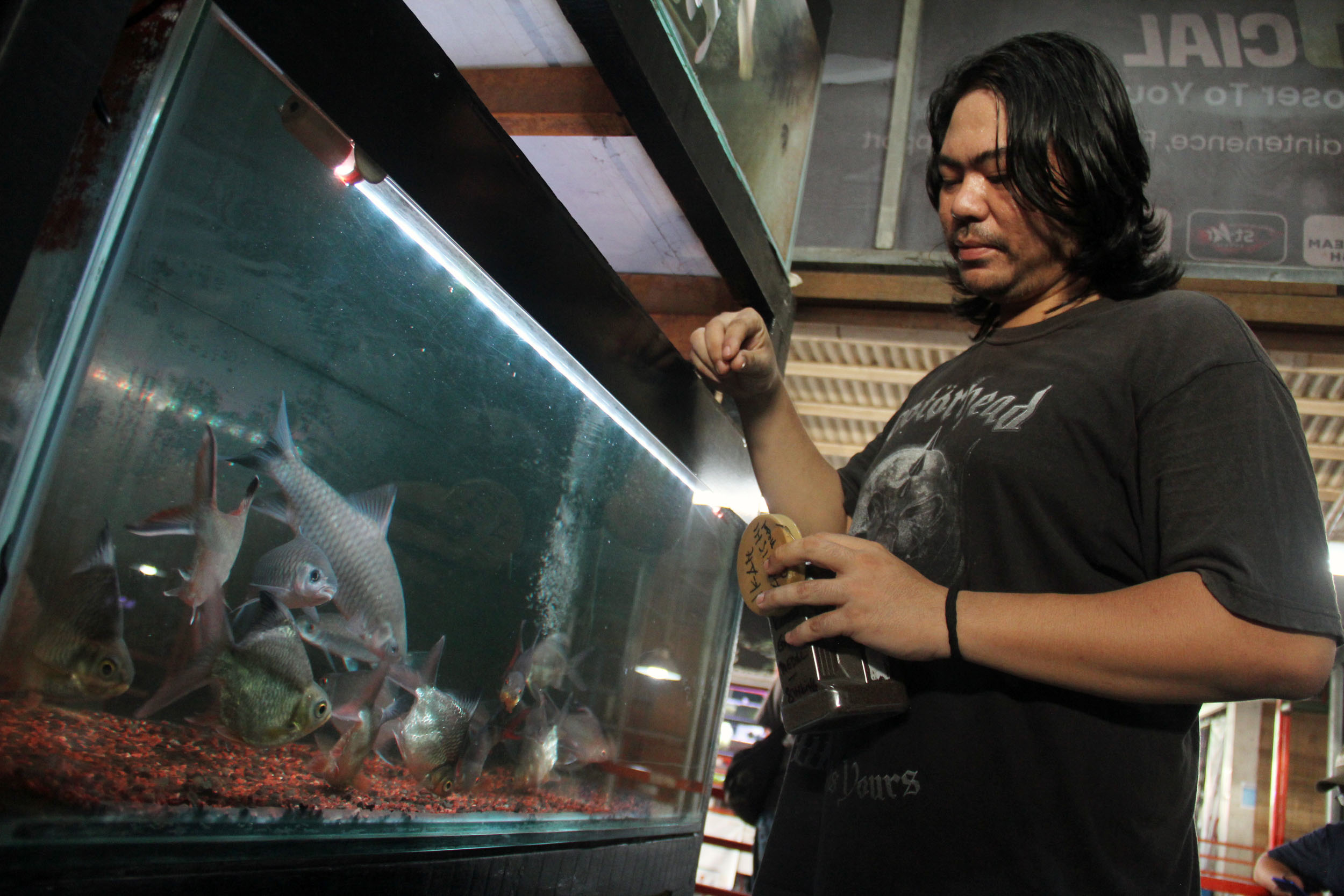 KOLEKSI IKAN: Ikan jenis Blue Mahseer milik Bagus Putra, dijual mulai dari harga Rp 1 juta. Mahseer merupakan salah satu jenis ikan yang menjadi tren di kalangan penggemar ikan hias. (ANDY S/RADAR)
