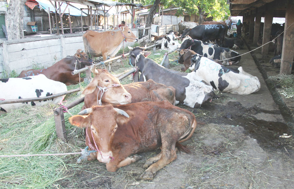 AKAN DIPINDAH: Sejumlah sapi siap potong di RPH Pegirian.