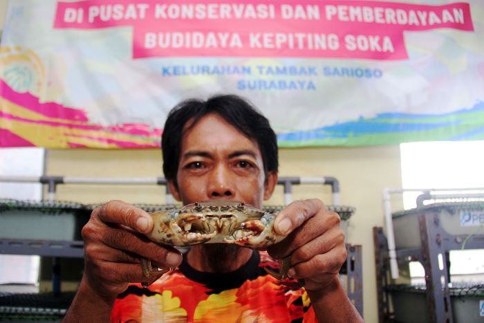 SUKSES BUDIDAYA: Warga RW 1 Kelurahan Tambak Sarioso, Asemrowo, Surabaya, sukses membudidayakan kepiting soka. (ANDY S/RADAR SURABAYA)