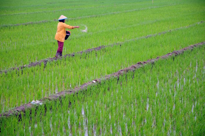 KURANG: Tahun ini, petani di Jatim hanya mendapatkan alokasi pupuk bersubsidi dari pemerintah pusat sebesar 963.847 ton. (ANDY S/RADAR SURABAYA)